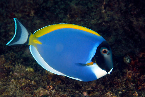 Powder Blue Tang Care Guide - Reef Chasers