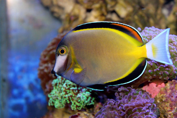 Powder Brown Tang Care Guide - Reef Chasers