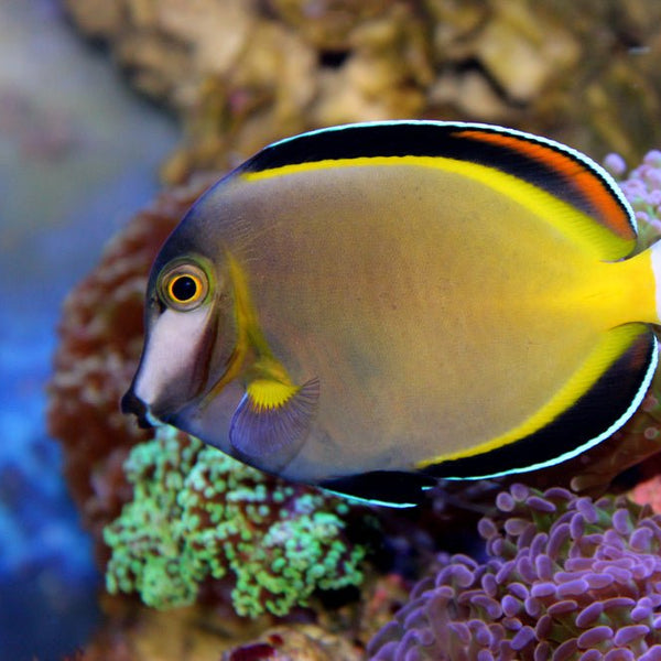 Powder Brown Tang Ich