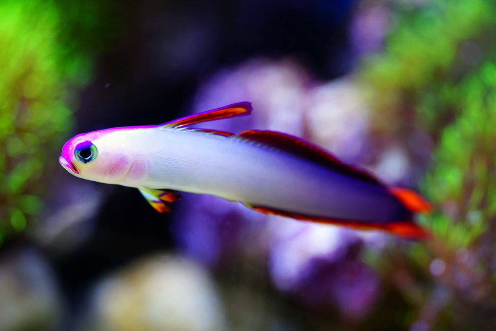 Violet Goby Care
