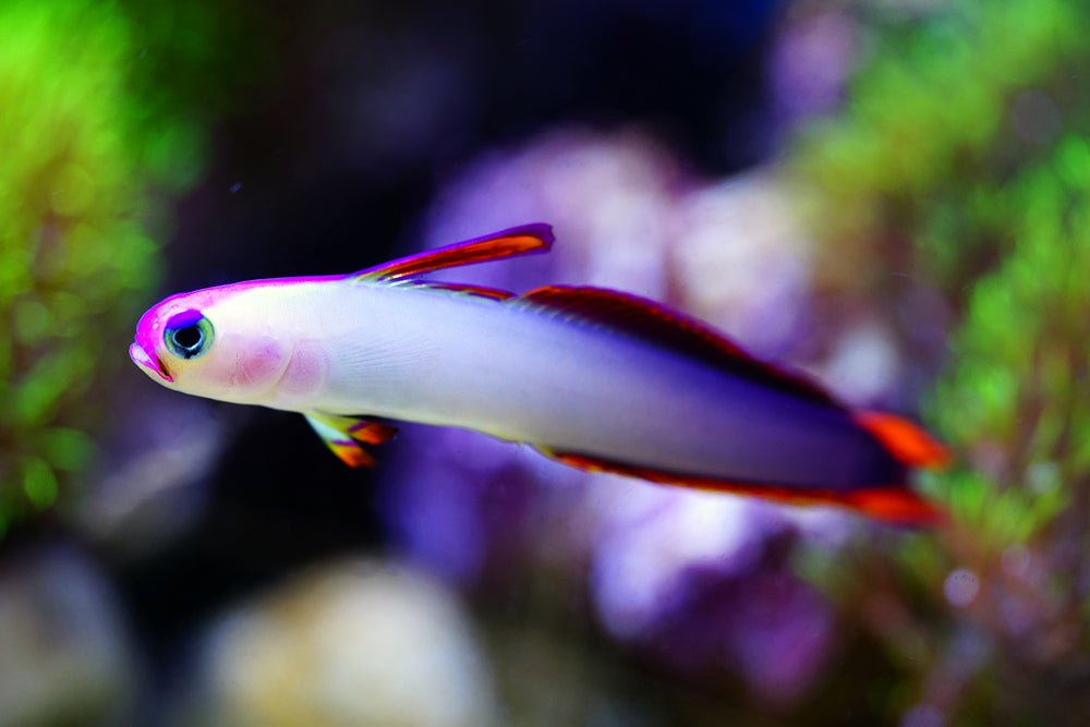 Purple Firefish Goby Care Guide - Reef Chasers