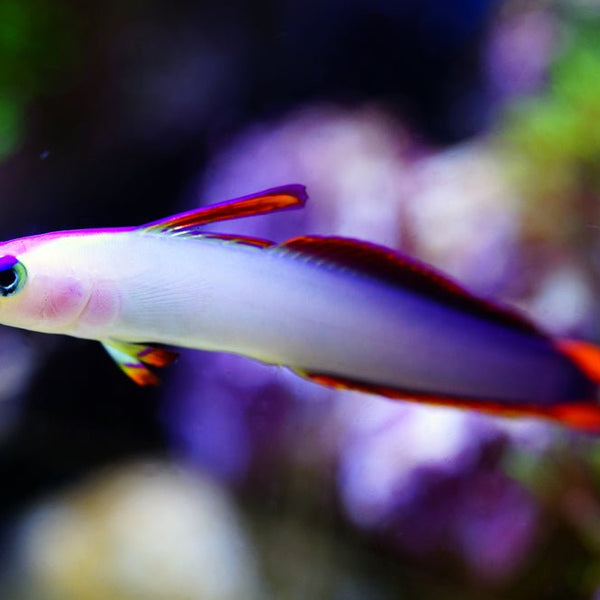 Rainbow best sale goby care