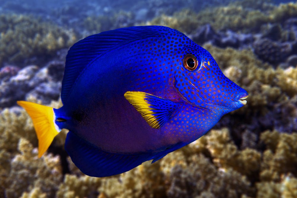 Purple Tang Care Guide - Reef Chasers