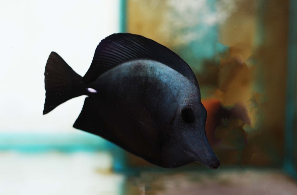 Reef Chasers | Black Tang Care Guide - Reef Chasers