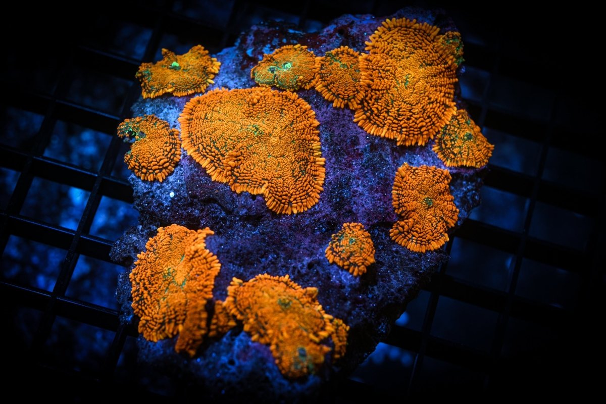 Rhodactis Mushroom Coral Care Guide - Reef Chasers