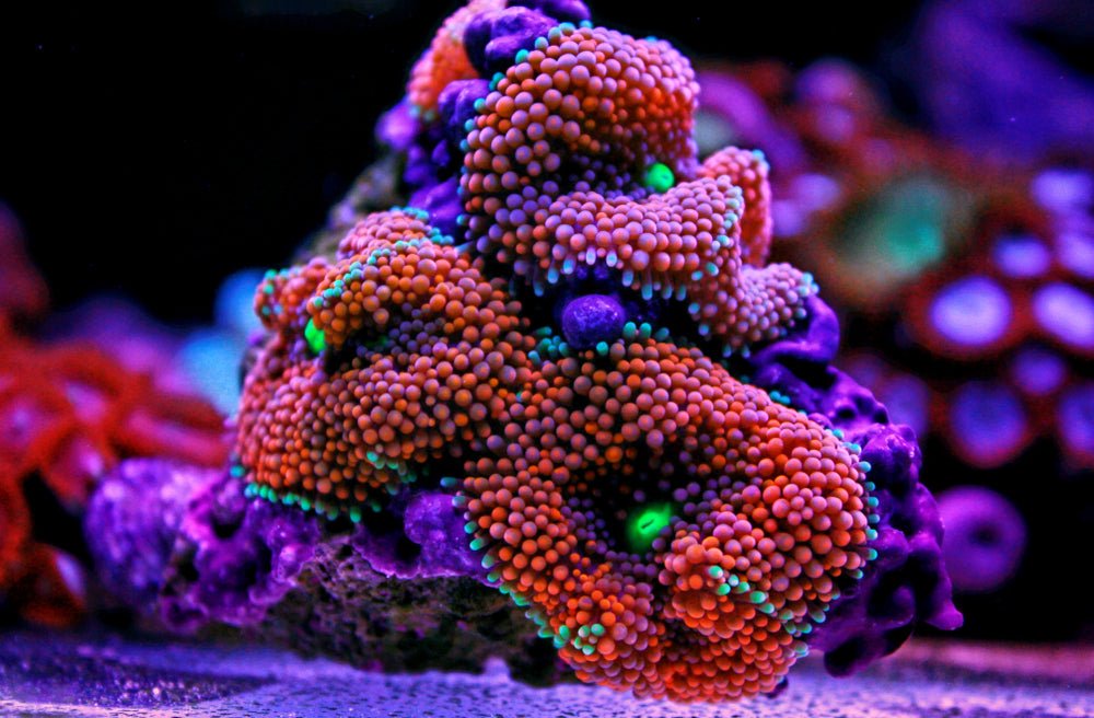 Ricordea Mushroom Coral Care Guide - Reef Chasers