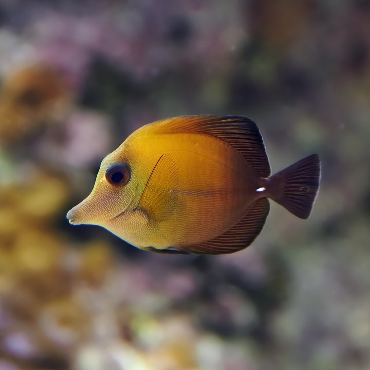 Scopas Tang Care Guide - Reef Chasers