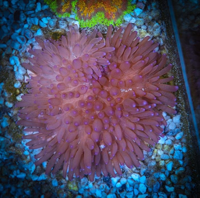 Sebae Anemone Care Guide - Reef Chasers