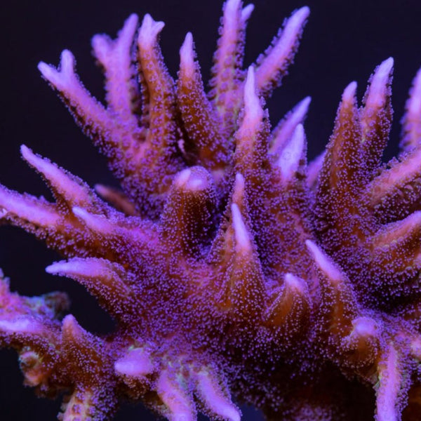 Reef Chasers | Coral Care How-To | Birds Nest Coral Guide
