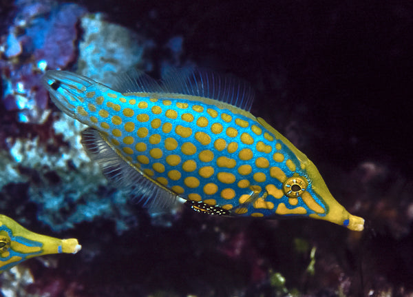Orangespotted (Harlequin) Filefish Care Guide