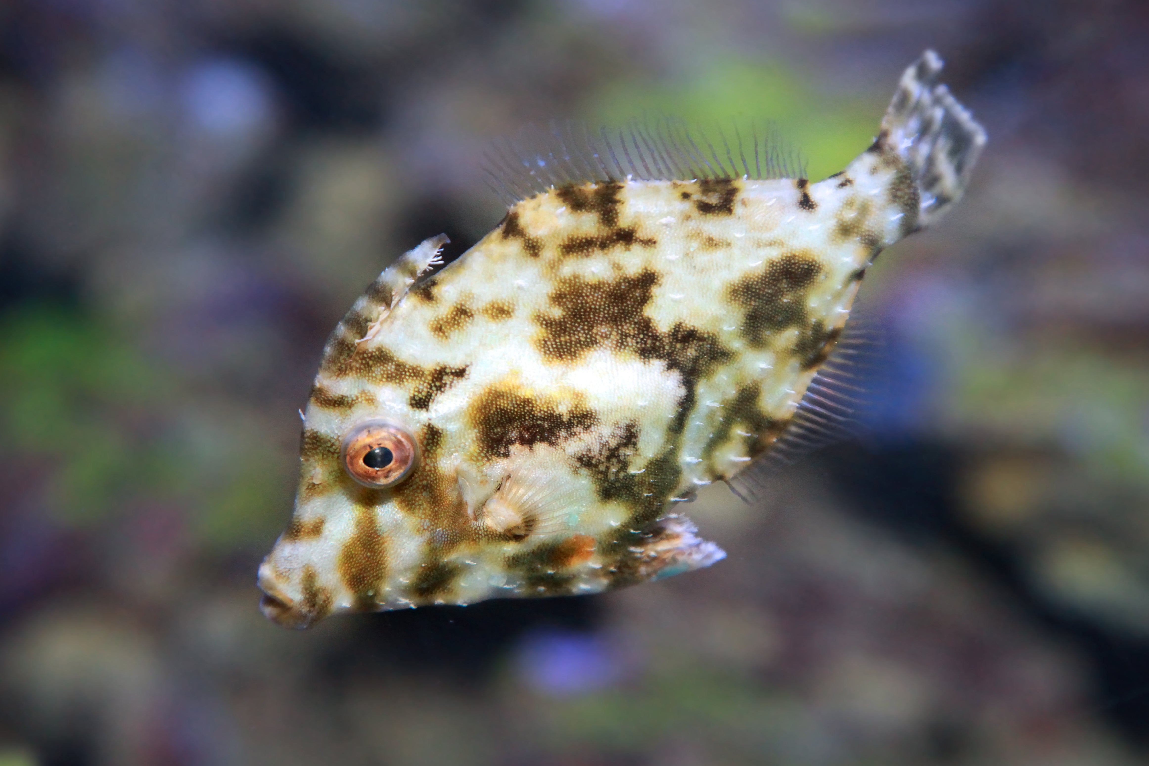 Threadsail Filefish Reef Chasers | Saltwater Fish Care Guides How-To | Bristletail Filefish ...