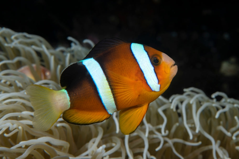 Clarkii Clownfish Care Guide