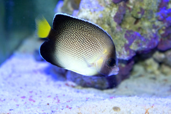 Cream Angelfish Care Guide
