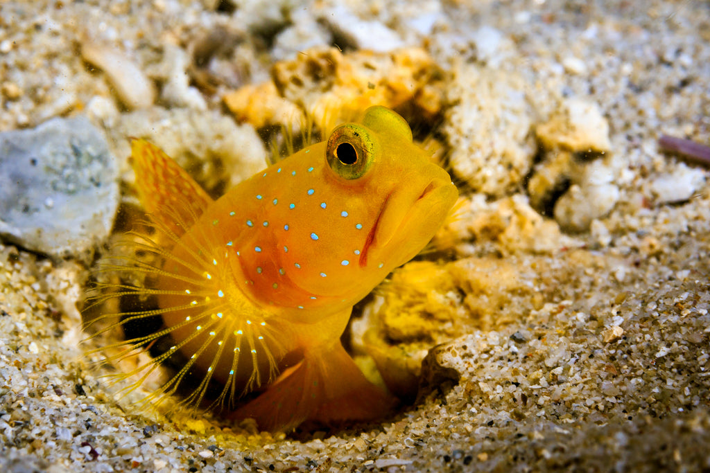 Watchman Goby