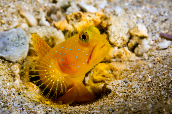 Yellow Watchman Goby Care Guide