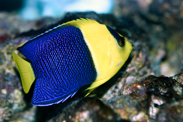 Bicolor Angelfish Care Guide
