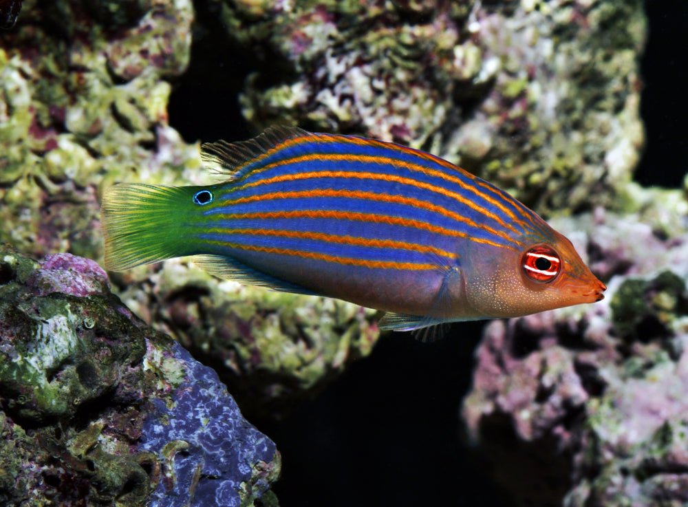 Six Line Wrasse Care Guide - Reef Chasers