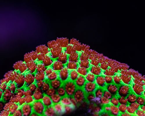 Stylocoeniella Coral Care Guide - Reef Chasers
