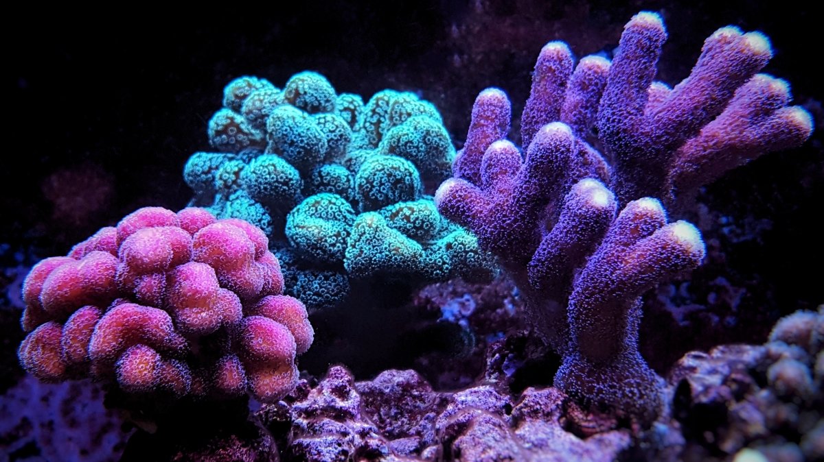 Stylophora Coral Care Guide - Reef Chasers