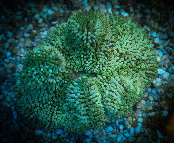 Sun Carpet Anemone Care Guide - Reef Chasers