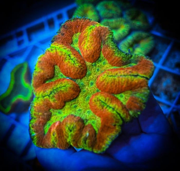 Symphyllia Coral Care Guide - Reef Chasers