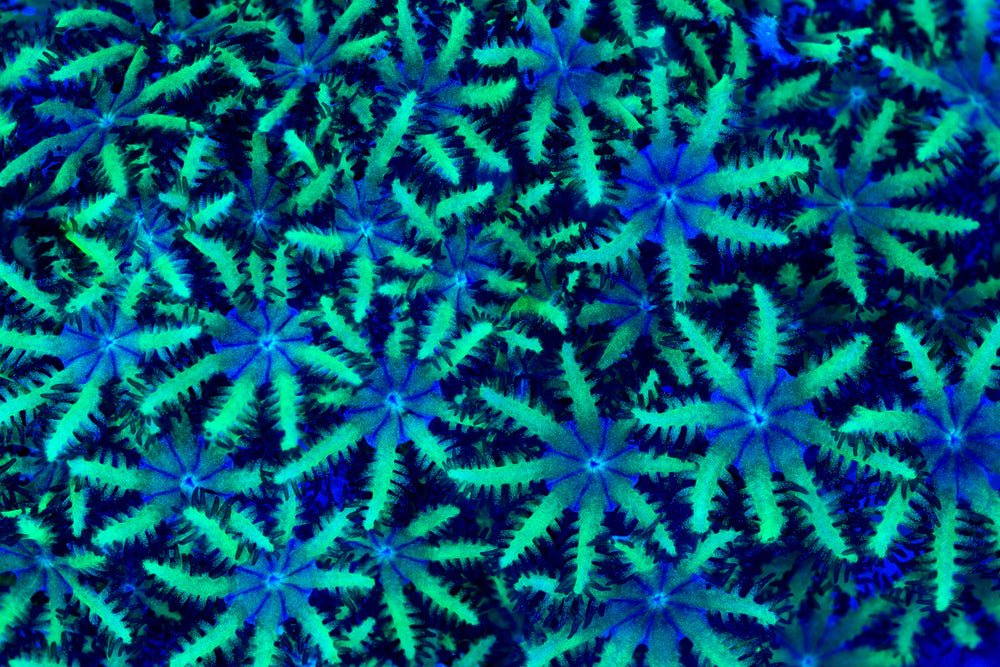 Sympodium Coral Care Guide - Reef Chasers