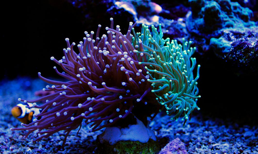 Torch Coral Care Guide - Reef Chasers
