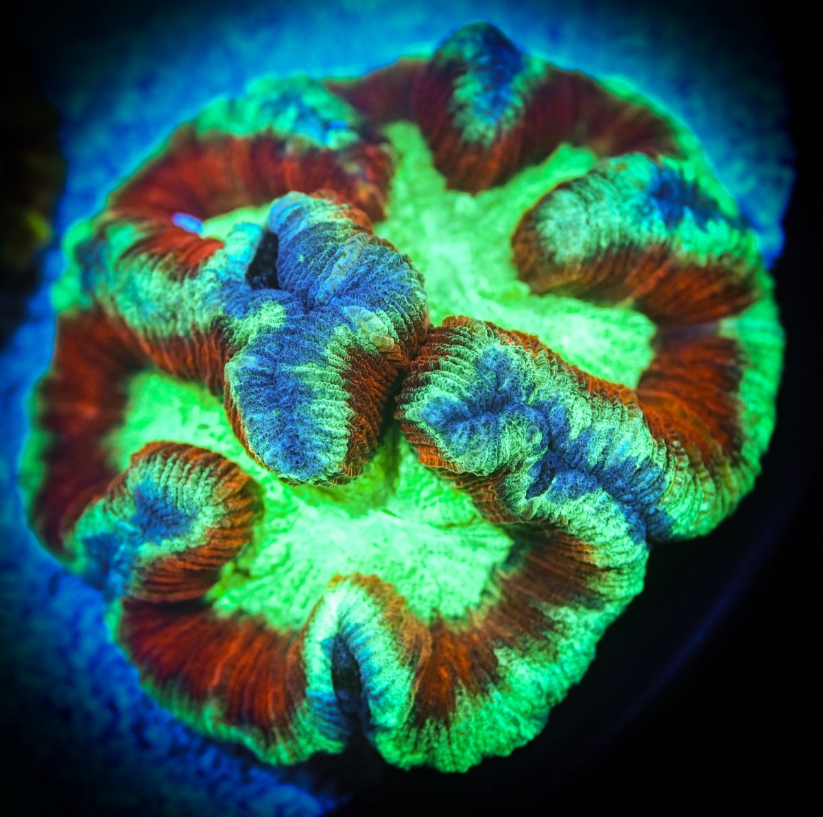 Trachyphyllia Coral Care Guide - Reef Chasers