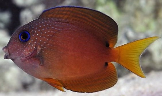 Two Spot Bristletooth Tang Care Guide - Reef Chasers