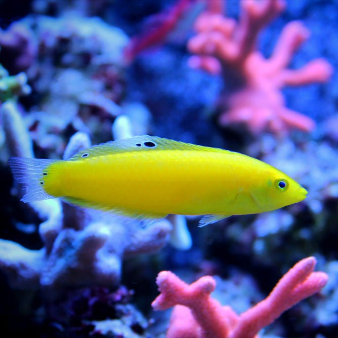 Yellow Coris Wrasse Care Guide - Reef Chasers