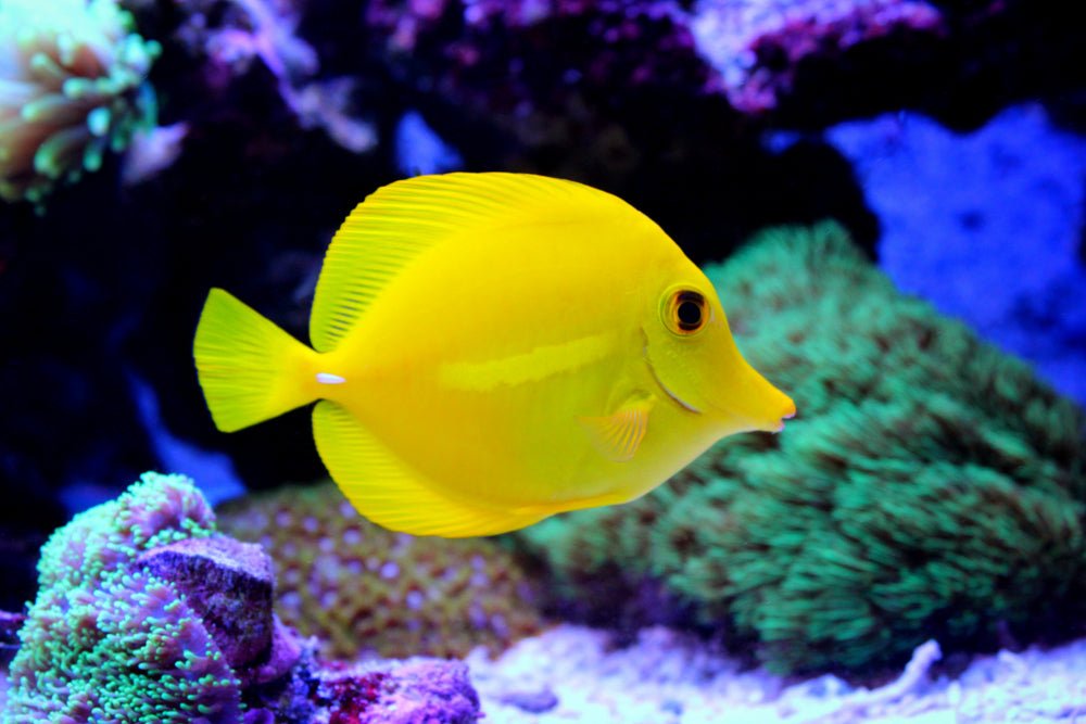 Reef Chasers | Saltwater Fish Care Guides How-To | Yellow Tang Care Guide