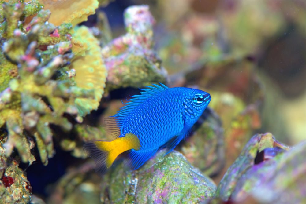 Yellowtail Blue Damselfish Care Guide - Reef Chasers
