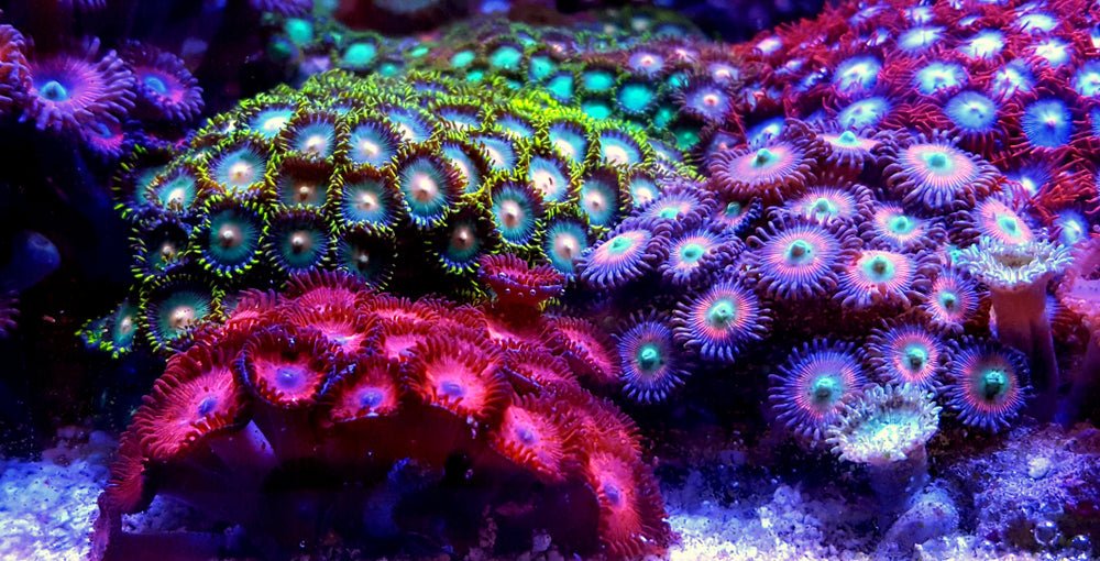 Zoanthids and Palythoas - Reef Chasers