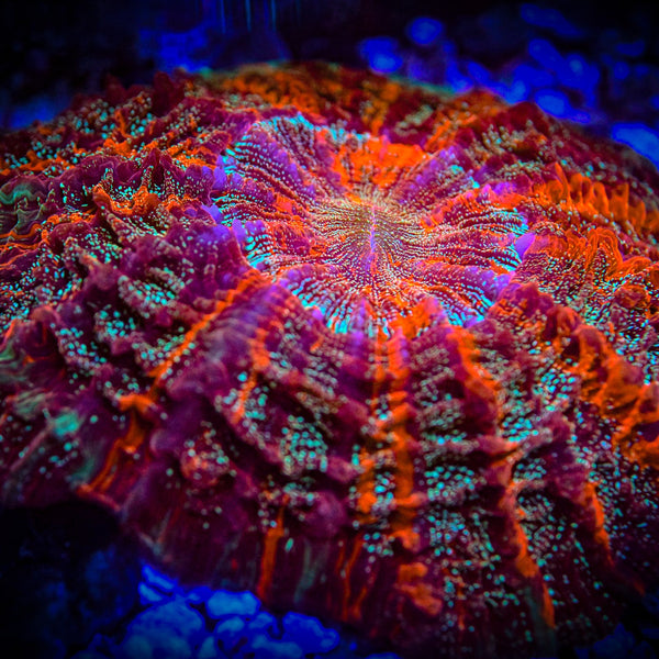 Reef Chasers | Buy Corals Online | Live Coral Auction Shipping Module Reef Chasers | Buy Corals Online | Live Coral Auction Shipping Module