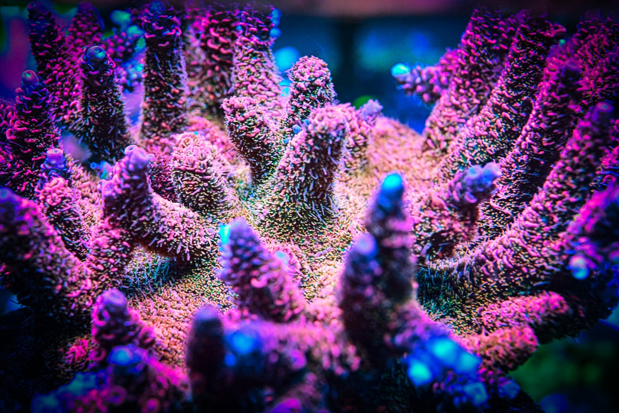 Live Coral Auctions