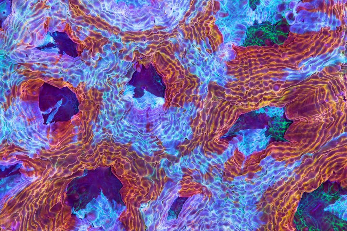 Acanthastrea Echinata - Reef Chasers
