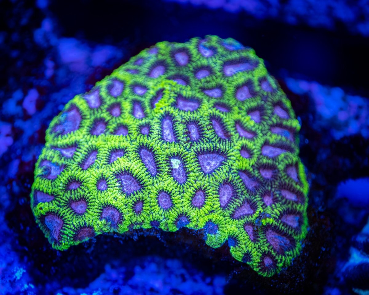 All Brain Coral - Reef Chasers