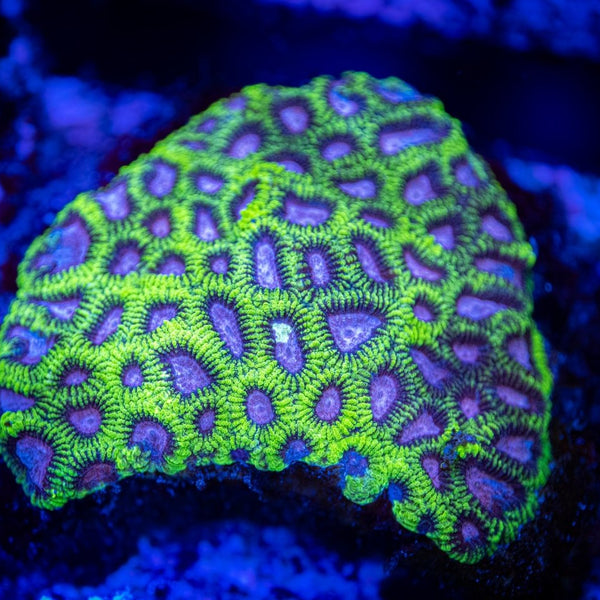 All Brain Coral