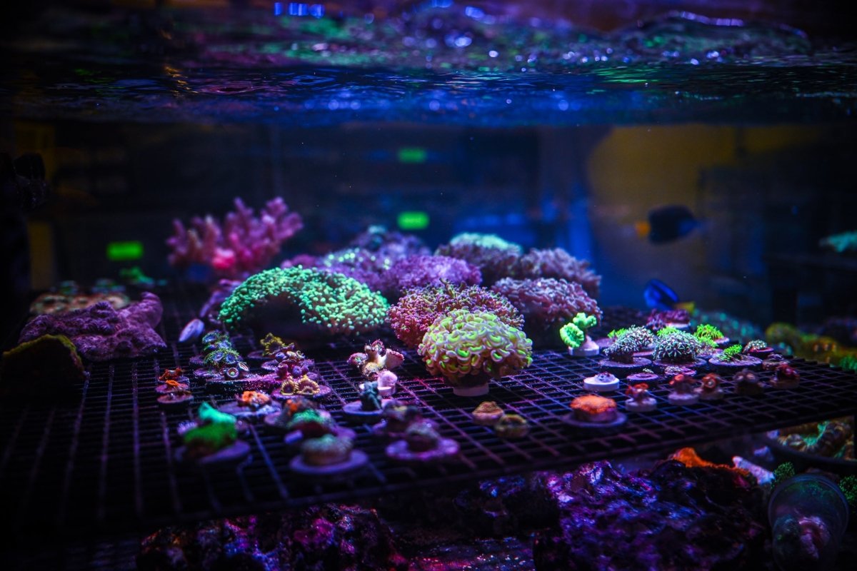 ALL LPS CORALS - Reef Chasers