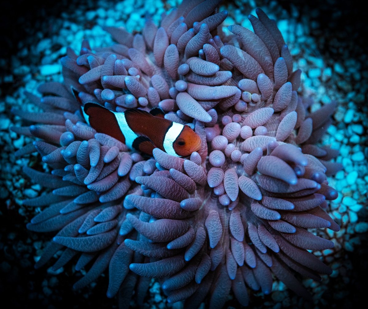 Anemones - Reef Chasers