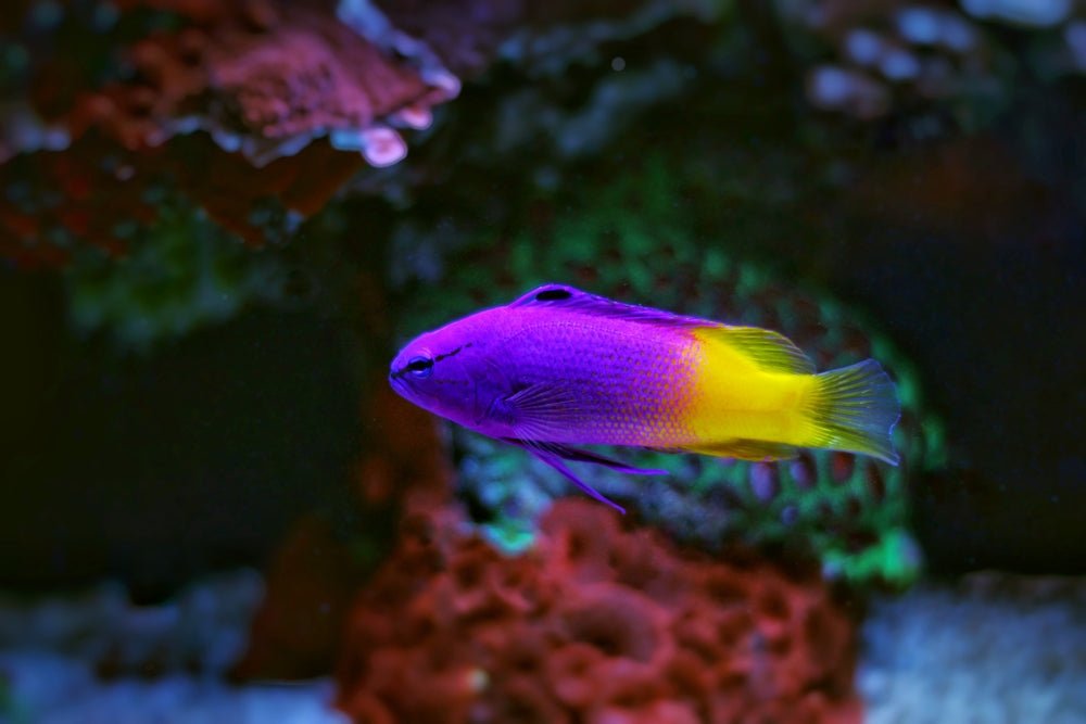 Reef Chasers | Buy Saltwater Fish | Basslets for Sale