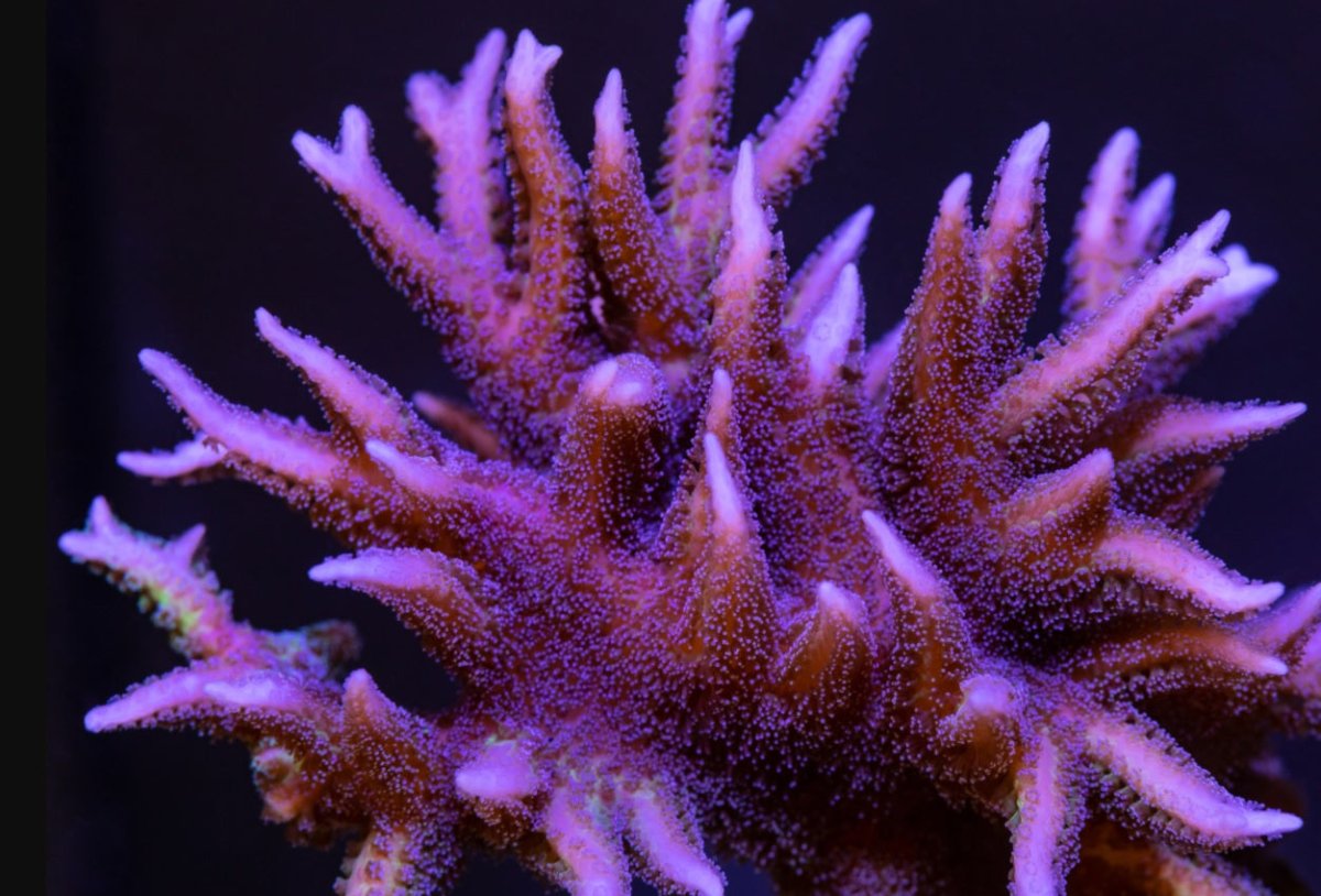 Birds Nest (Seriatopora) - Reef Chasers