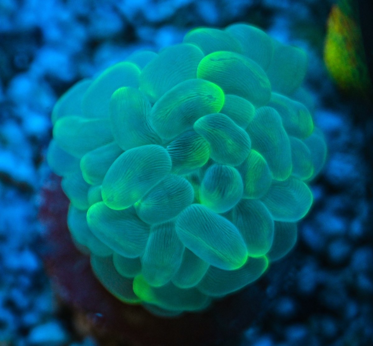 Bubble Corals - Reef Chasers