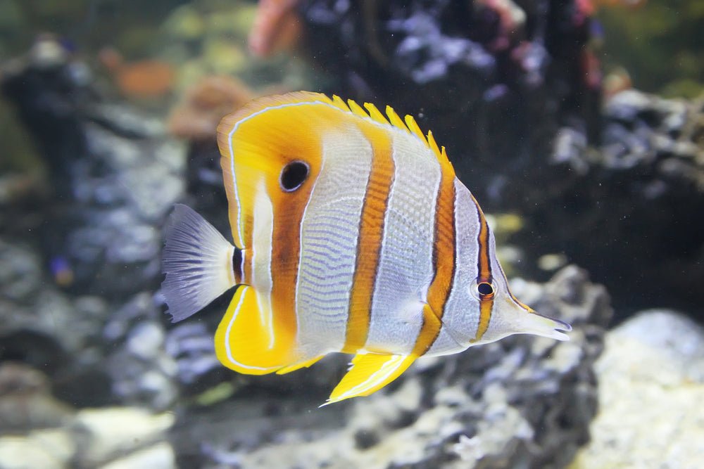Butterflyfish - Reef Chasers