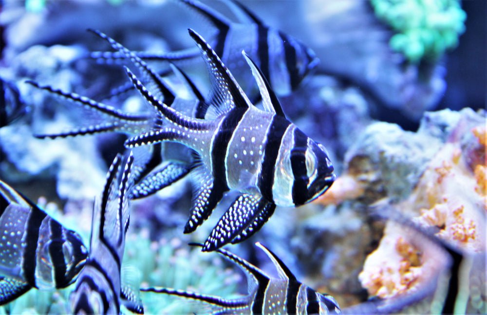 Assorted Cardinal Fish Reef Chasers | Buy Saltwater Cardinalfish | Cardinalfish for Sale