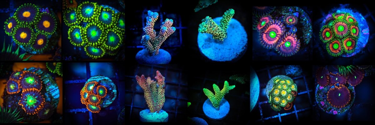 Coral Frag Packs - Reef Chasers