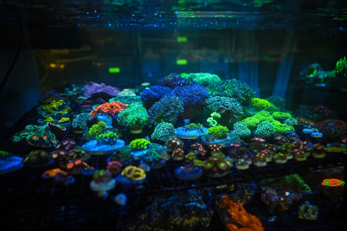 CORALS ON SALE - Reef Chasers