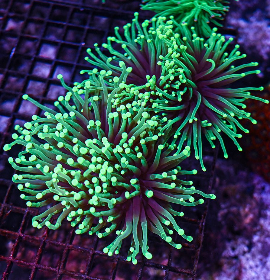 Euphyllia Corals - Reef Chasers