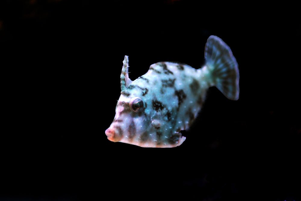 Filefish - Reef Chasers