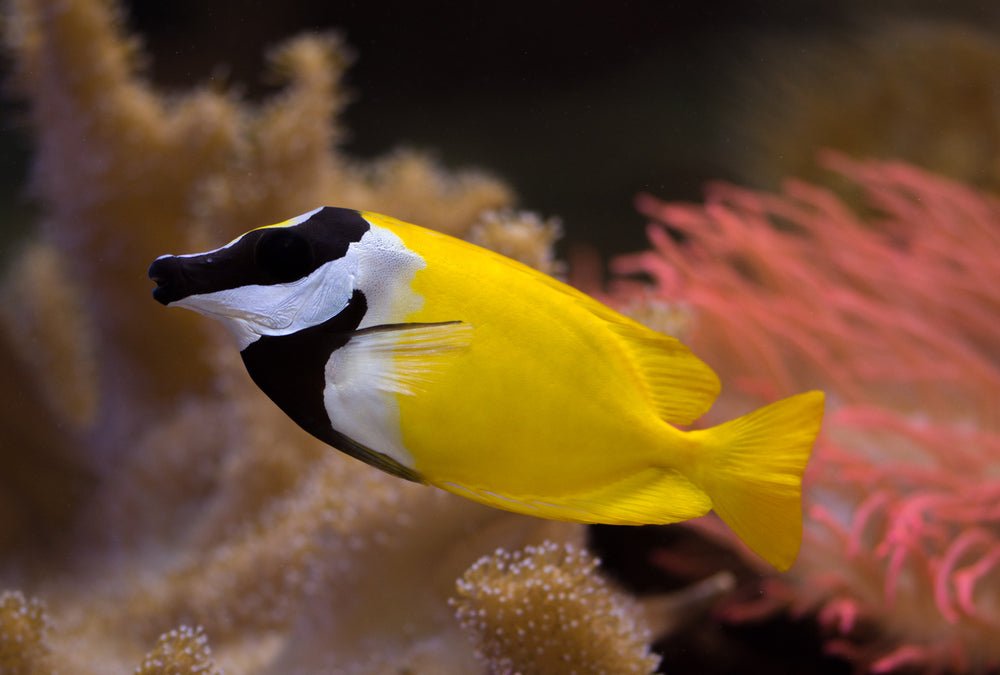 Foxface - Rabbitfish - Reef Chasers